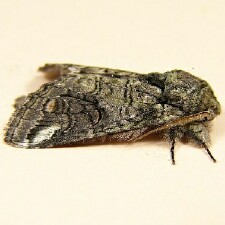 Heterocampa obliqua