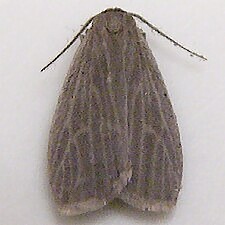 Crambidia uniformis