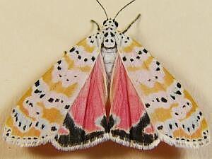 Utetheisa ornatrix