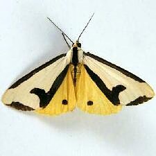 Haploa clymene