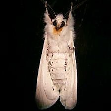 Spilosoma congrua