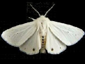 Spilosoma virginica