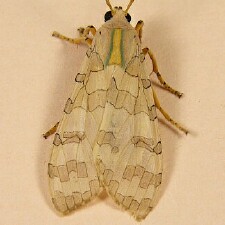 Halysidota tessellaris