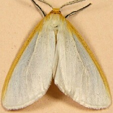 Cycnia tenera