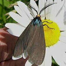 Ctenucha virginica