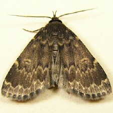 Idia lubricalis