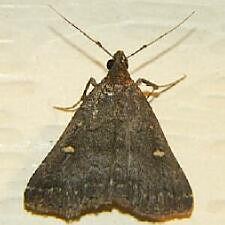 Tetanolita mynesalis