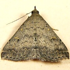 Tetanolita floridana