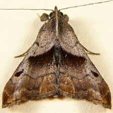 Palthis angulalis