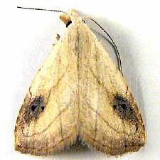 Rivula propinqualis