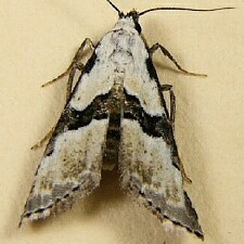 Nigetia formosalis