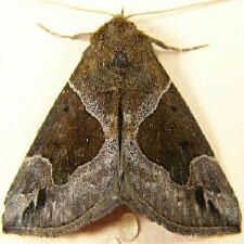 Hypena manalis