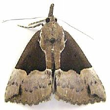 Hypena bijugalis