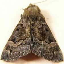 Hypena palparia