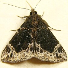 Hypena abalienalis