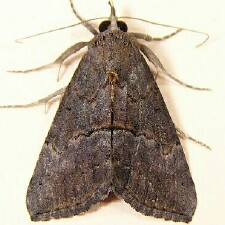 Hypena scabra