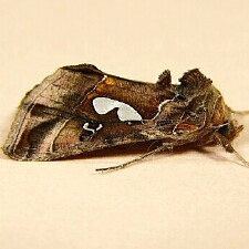 Megalographa biloba