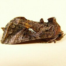 Autographa precationis