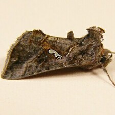 Autographa bimaculata