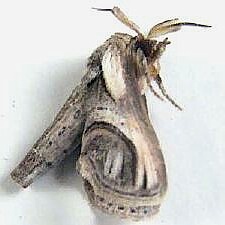 Paectes oculatrix