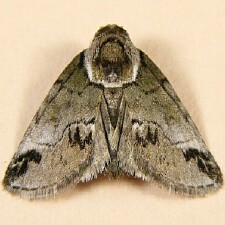 Baileya australis