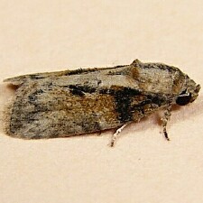 Garella nilotica