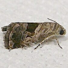 Tripudia rectangula