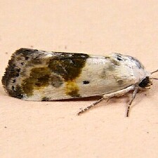 Ponometia candefacta