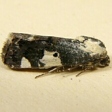 Tarache aprica