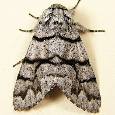 Panthea furcilla