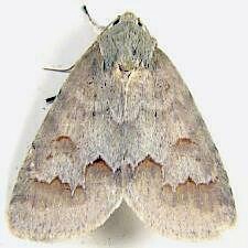 Acronicta betulae