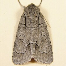 Acronicta radcliffei