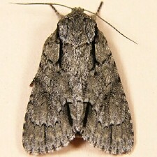 Acronicta grisea