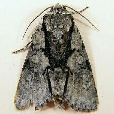 Acronicta funeralis