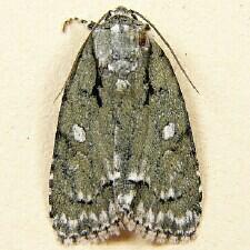 Acronicta vinnula