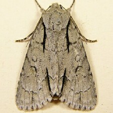 Acronicta laetifica