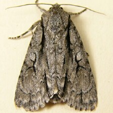 Acronicta hasta