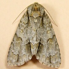 Acronicta morula