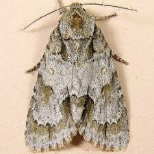 Acronicta morula