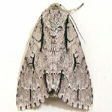 Acronicta lobeliae