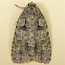 Acronicta modica