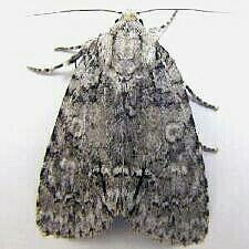 Acronicta modica