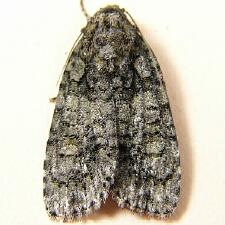 Acronicta tristis