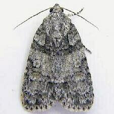 Acronicta increta