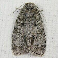 Acronicta retardata