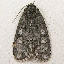 Acronicta retardata