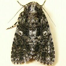 Acronicta afflicta