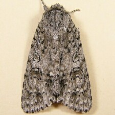 Acronicta impleta