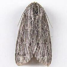 Acronicta lithospila