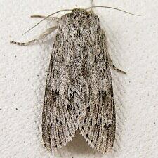 Acronicta oblinita